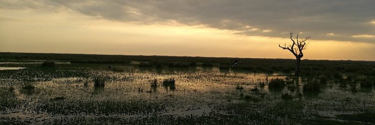 Krokos und Riesenhamster - Esteros del Iberá